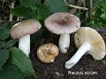 Russula carpini-amf1675
